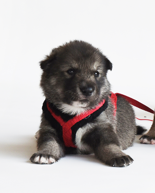 Sundog Stratus, Kiiya