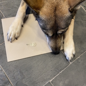 Clara laying on a slate floor with a tan folder and a house key