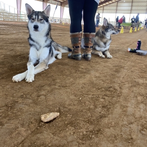 Loki lays on left with paws crossed, Kelly (back facing) wearing knee high boots, with clara laying on the right in a dirt ring.