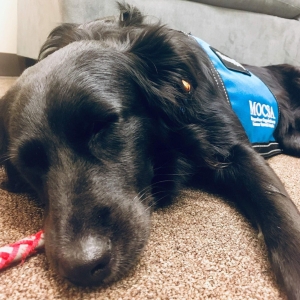 Molly the MOCSA Therapy Dog, Trained by Sundog Training - a black bi Australian Shephed sleeping on an office floor in a therapy dog vest