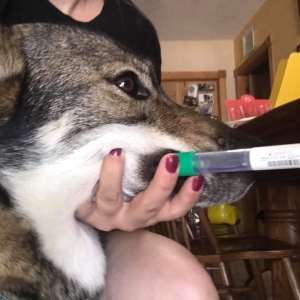 Clara preforming a head rest with a DNA swab in her mouth