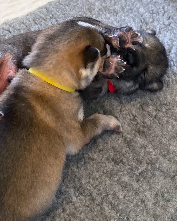 01 Raising Protocols